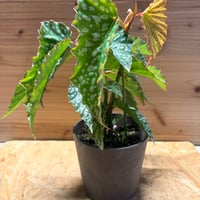 フィロデンドロン 'ブラックカーディナル' 斑入り | GREEN LUCK