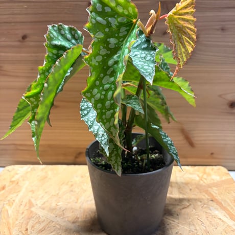 ベゴニア | STORES