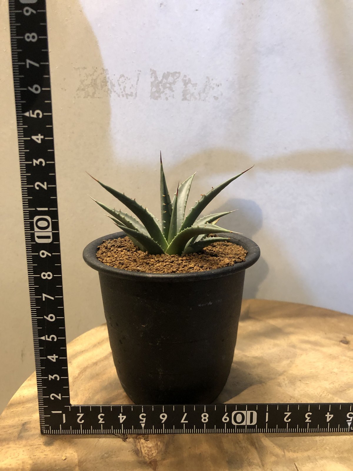 アガベ ユタエンシス ネバデンシス | GREEN LUCK