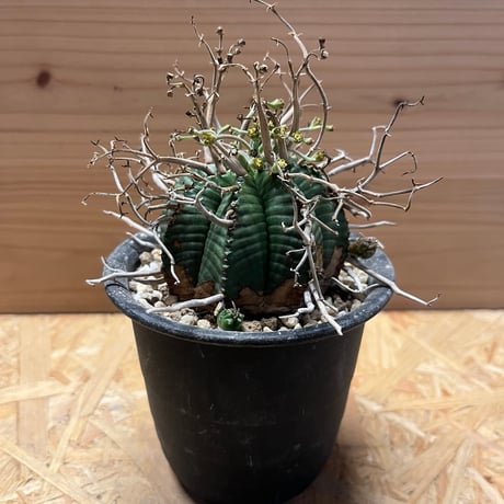 ユーフォルビア】【オスメスセット】【充実サイズ】スーパー