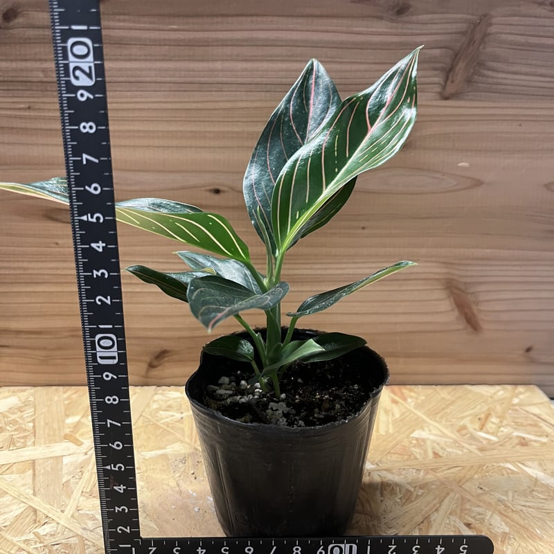 アグラオネマ ロタンダム | GREEN LUCK