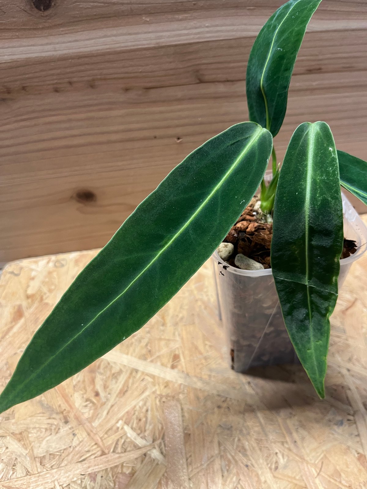 アンスリウム ワロクアナム 引き取り限定