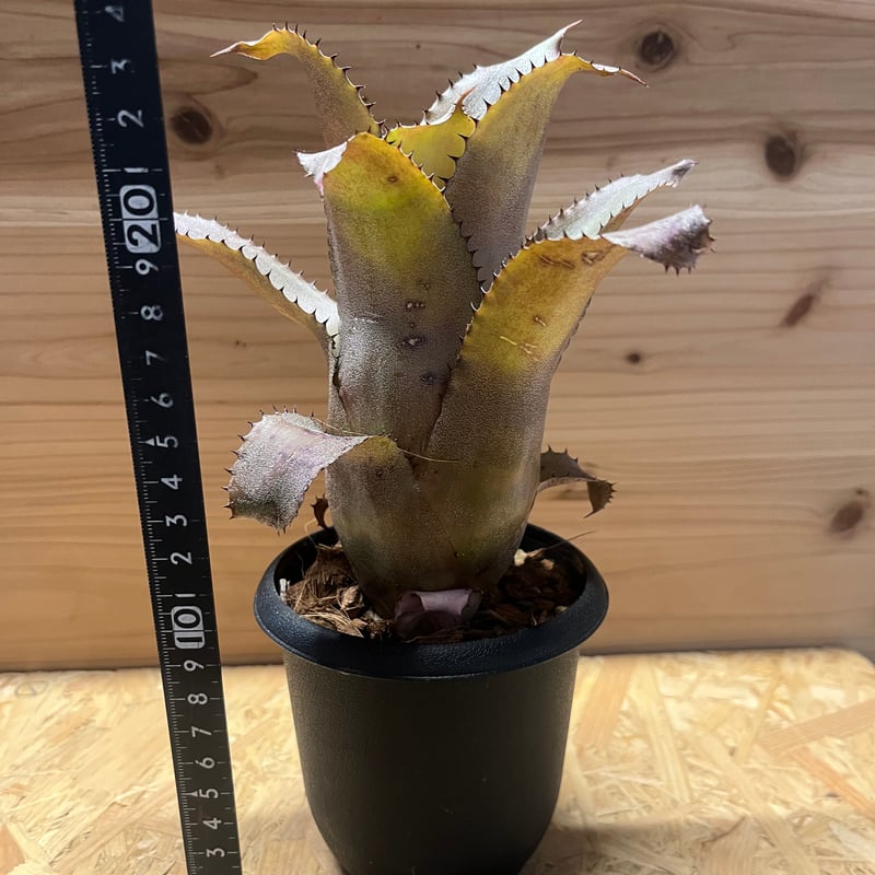 ブロメリア・エアープランツ Hohenbergia Ice Tea 楽天市場】(現品) ホヘンレゲリア 'アイスティー' (No.61713