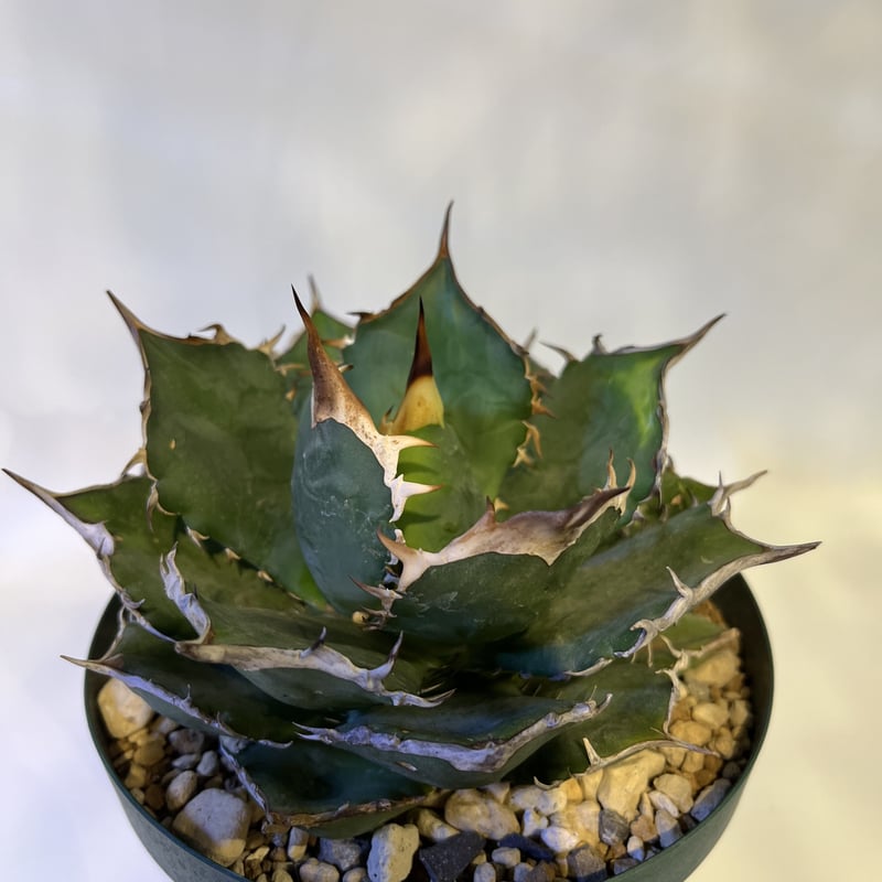 アガベ チタノタ イタリア NO NAME | GREEN LUCK