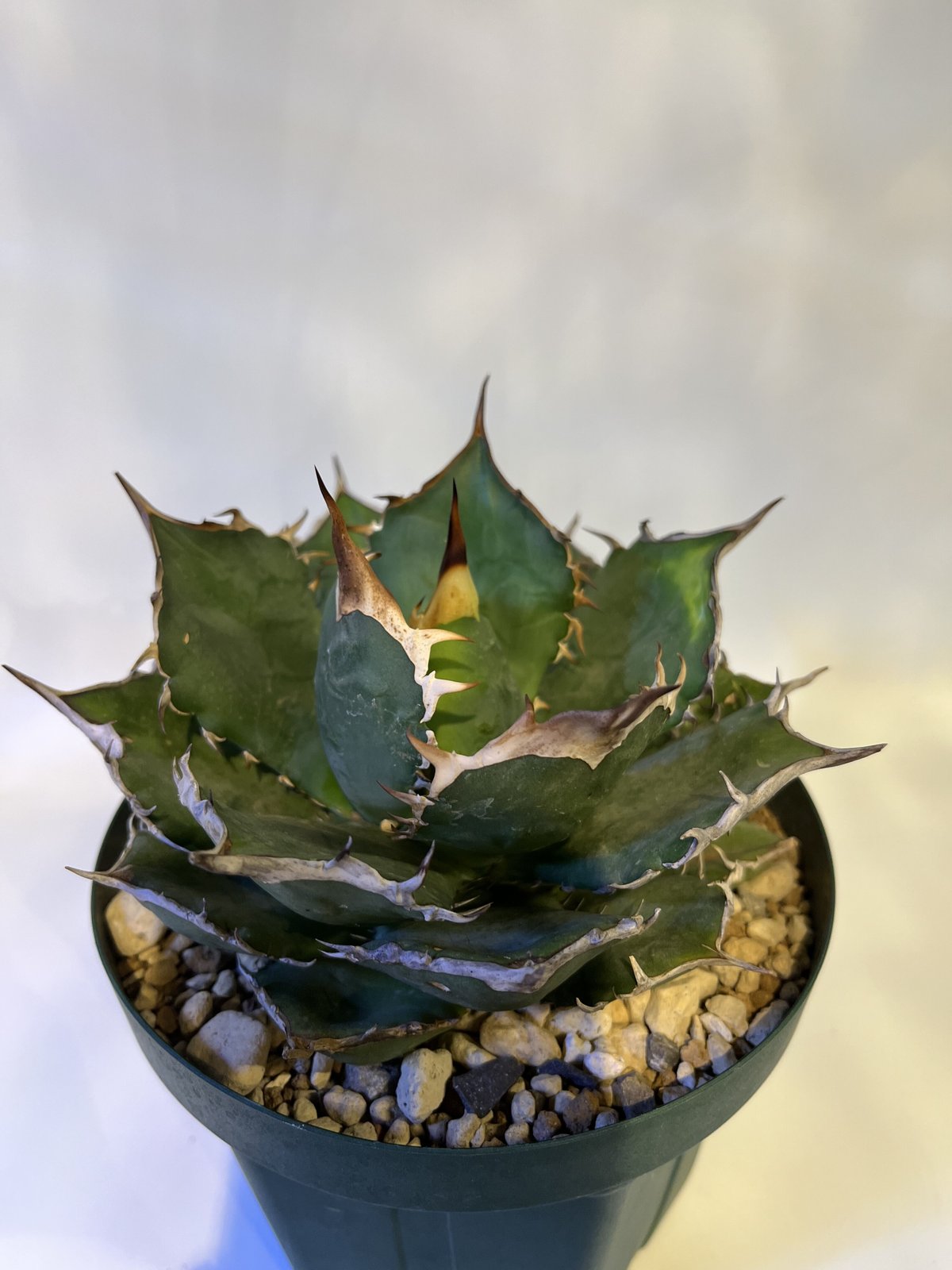 アガベ チタノタ イタリア NO NAME | GREEN LUCK