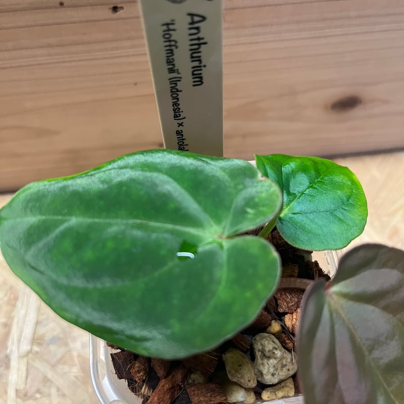 アンスリウム ホフマニー×アントラキー | GREEN LUCK