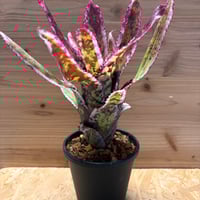 モンステラ デリシオーサ 'レガシー' | GREEN LUCK