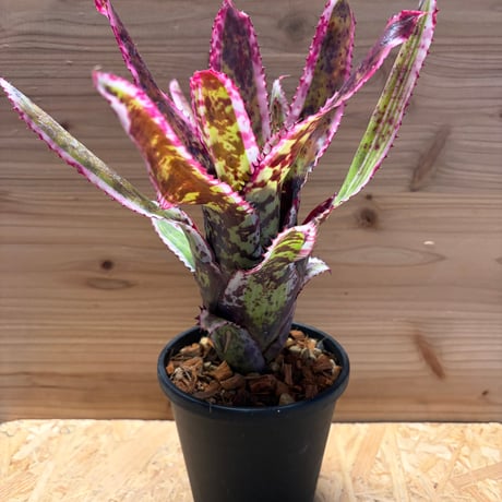 エクメア | STORES