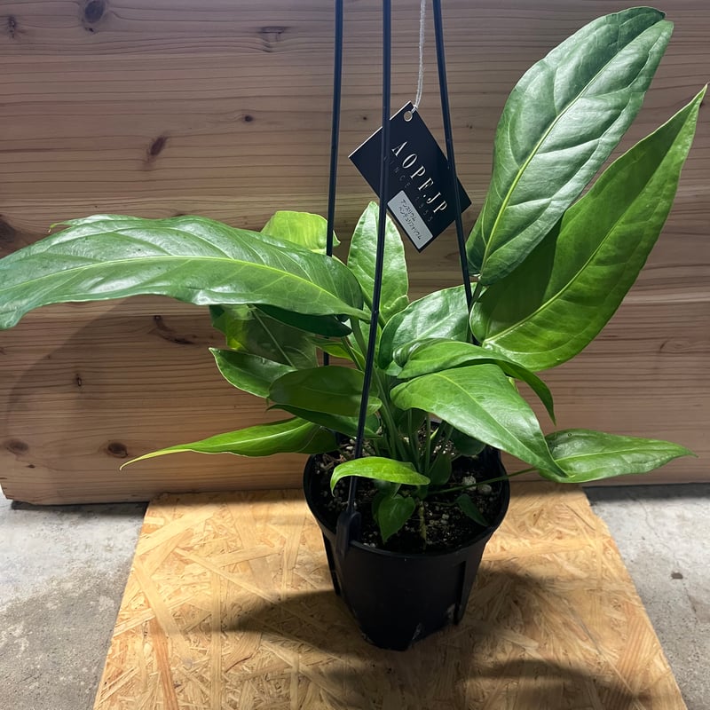 アンスリウム ペンドゥリフォリウム | GREEN LUCK