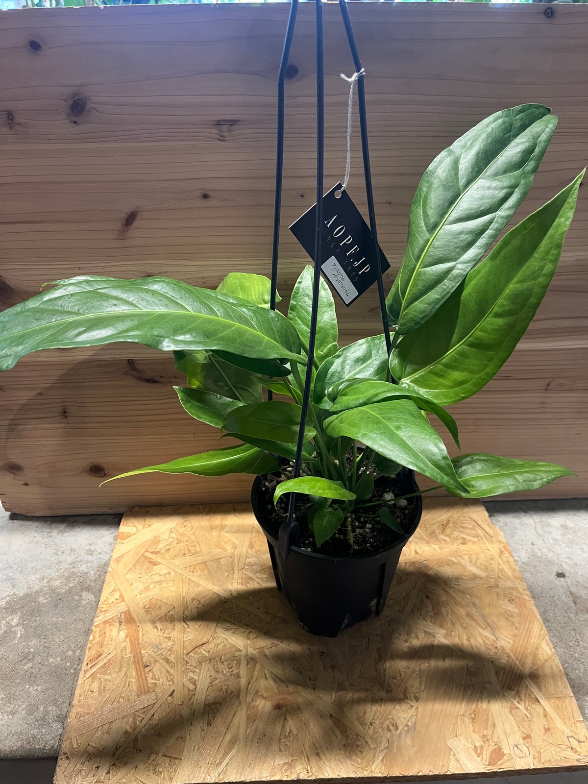 fit=scale-down,w=1200