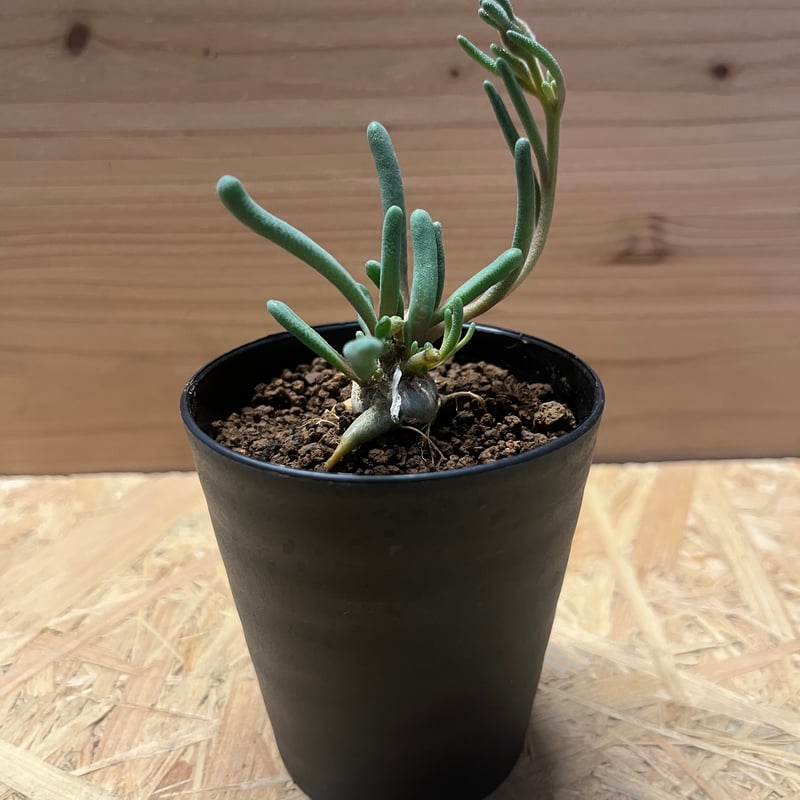 フィロボルス　テヌイフロルス　鉢ごと フィロボルス テヌイフロルス 鉢ごと フィロボルス