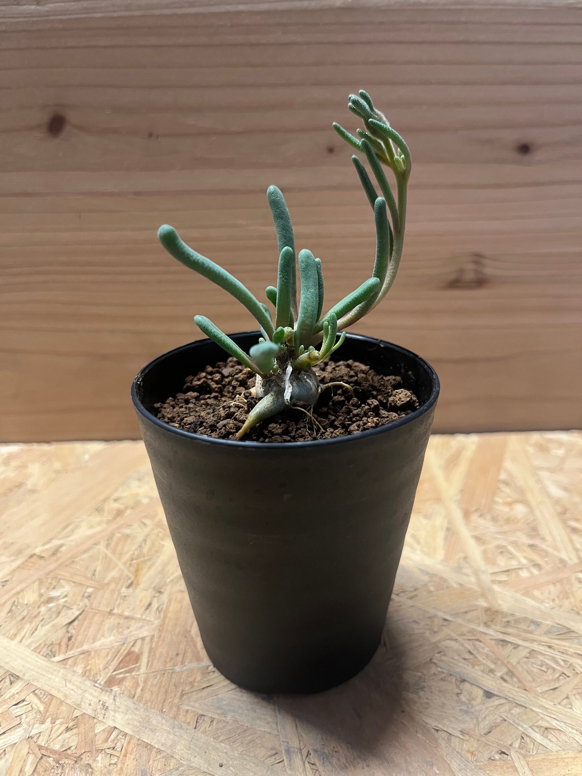 フィロボルス　テヌイフロルス　鉢ごと フィロボルス・テヌイフロルス - 多肉植物のお店 彩香 公式サイト