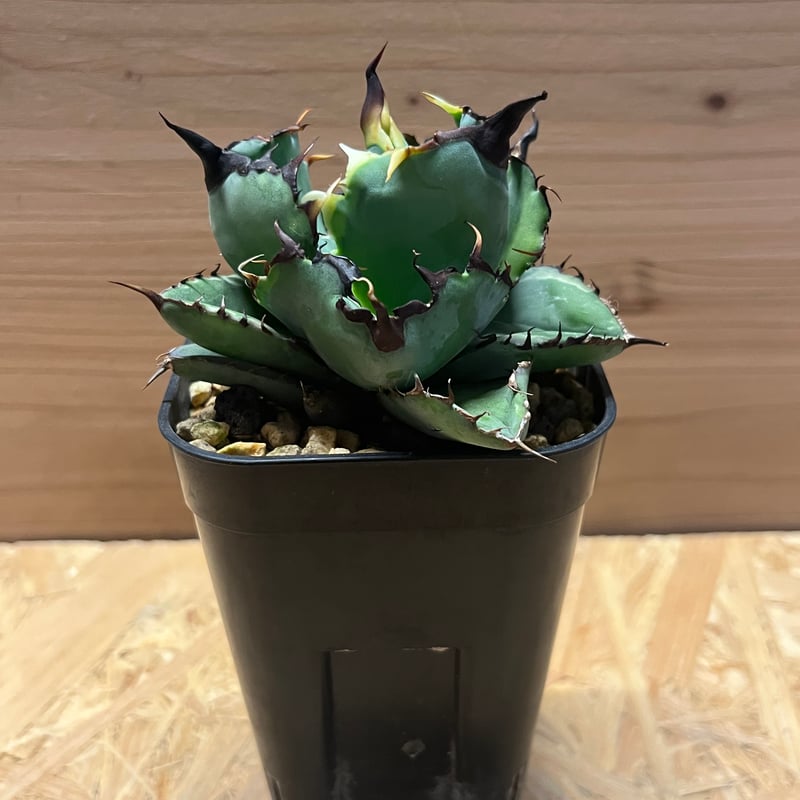 アガベ チタノタ ブラックアンドブルー 暗覆輪 | GREEN LUCK