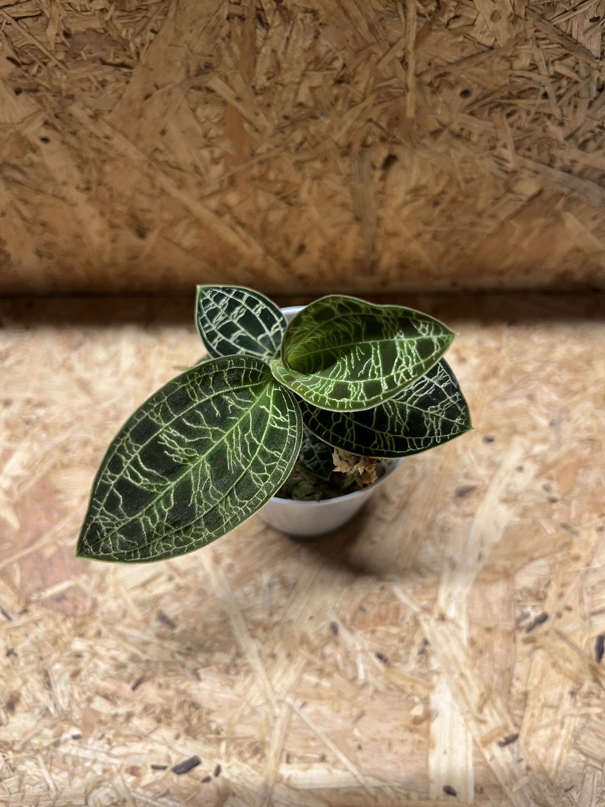 ジュエルオーキッド　マコデスペトラ　マコデス　ペトラ Macodes petola マコデス・ペトラ 【ジュエルオーキッド／宝石蘭