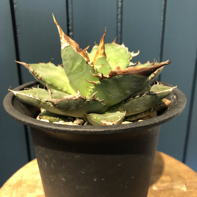 アガベチタノタFO-76  カエサル シーザー 凱撤  Agave アガベ チタノタ FO-76 カエサル シーザー 凱撤 アガベ チタノタ