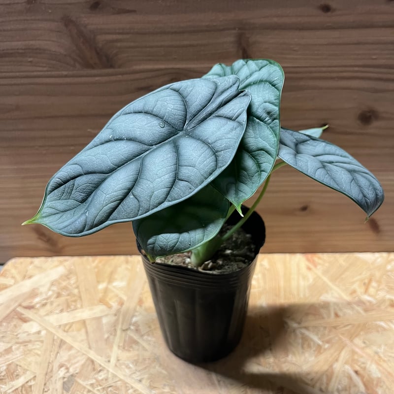 アロカシア シルバードラゴン 斑入り アルボb アロカシア シルバードラゴン 斑入り(Alocasia Silver dragon