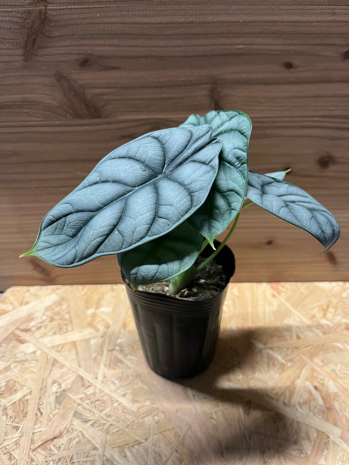 極斑 アロカシア シルバードラゴン アルボ アロカシア シルバードラゴン 斑入り(Alocasia Silver dragon