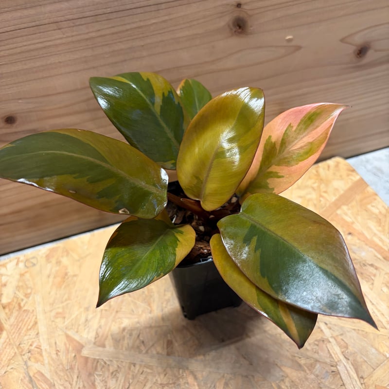 超絶希少 フィロデンドロン　ブラウン　ビューティー斑入り ②フィロデンドロン ブラウンビューティー 斑入り philodendron Brown