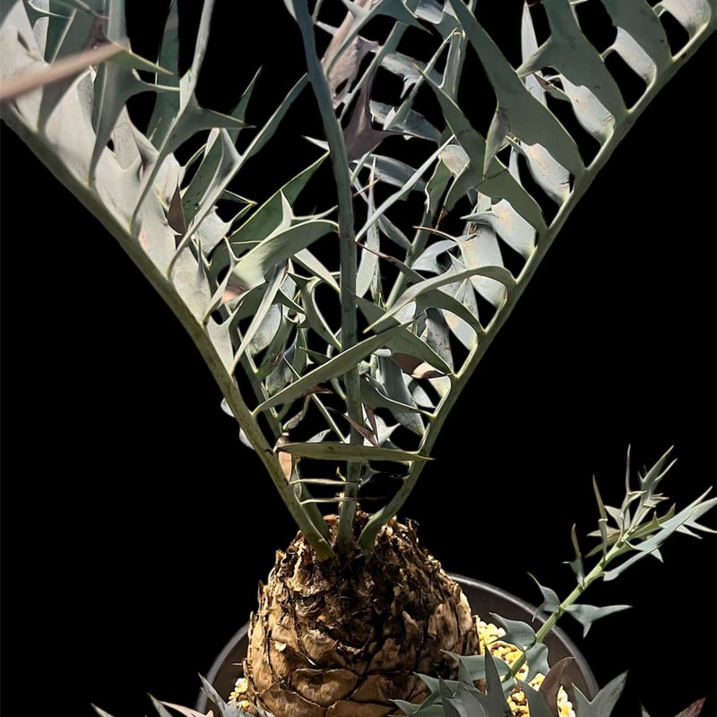 エンセファラルトス ホリダス | GREEN LUCK