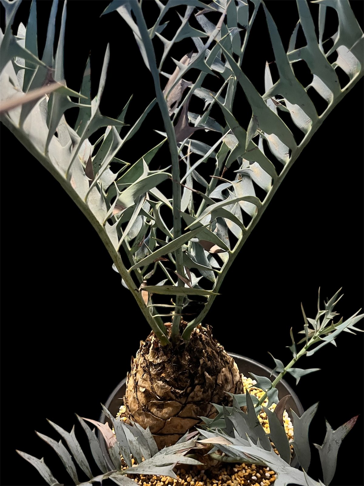 エンセファラルトス ホリダス | GREEN LUCK