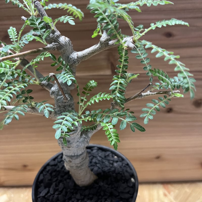 ボスウェリア ネグレクタ | GREEN LUCK