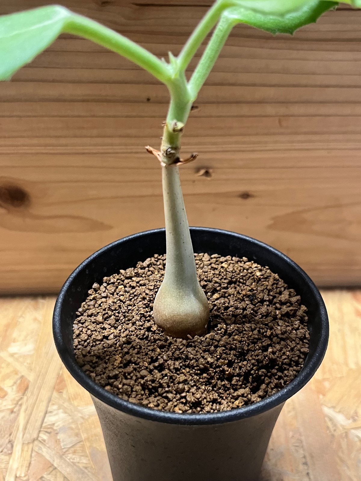 キフォステンマ ユター | GREEN LUCK