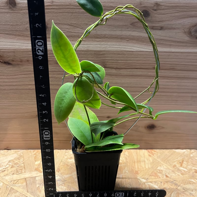 ホヤ ダーウィニー | GREEN LUCK