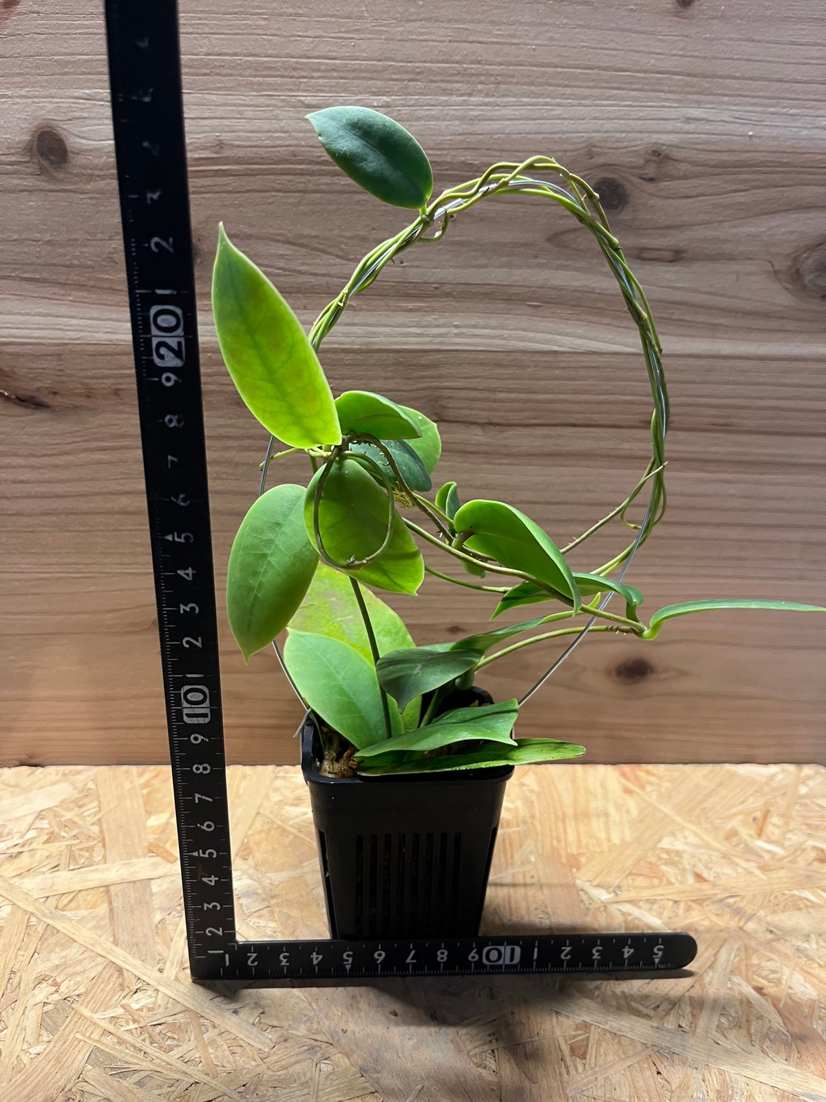 ホヤ ダーウィニー | GREEN LUCK