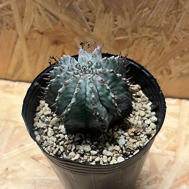 ユーフォルビア ホリダ | GREEN LUCK