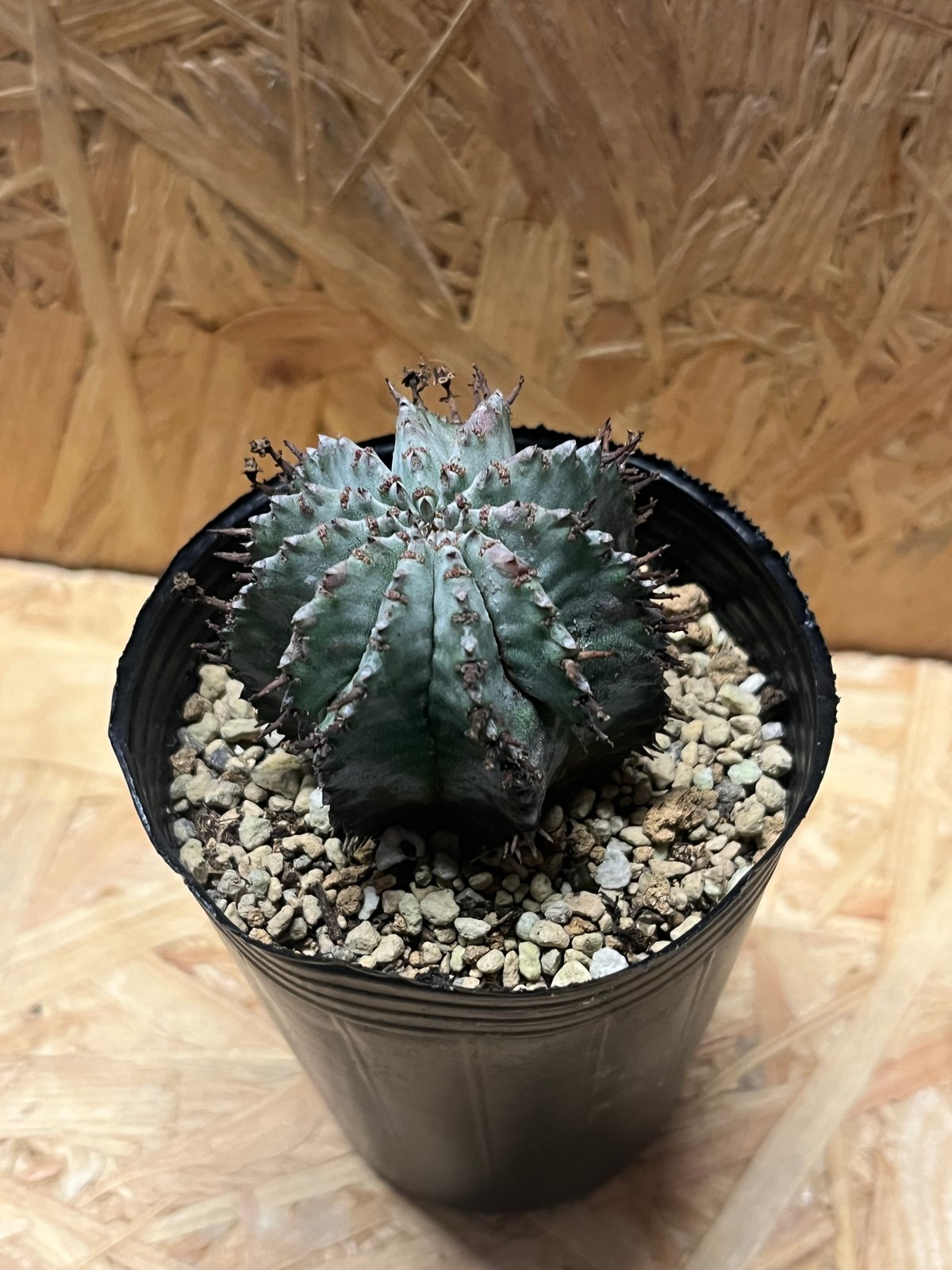 ユーフォルビア ホリダ | GREEN LUCK