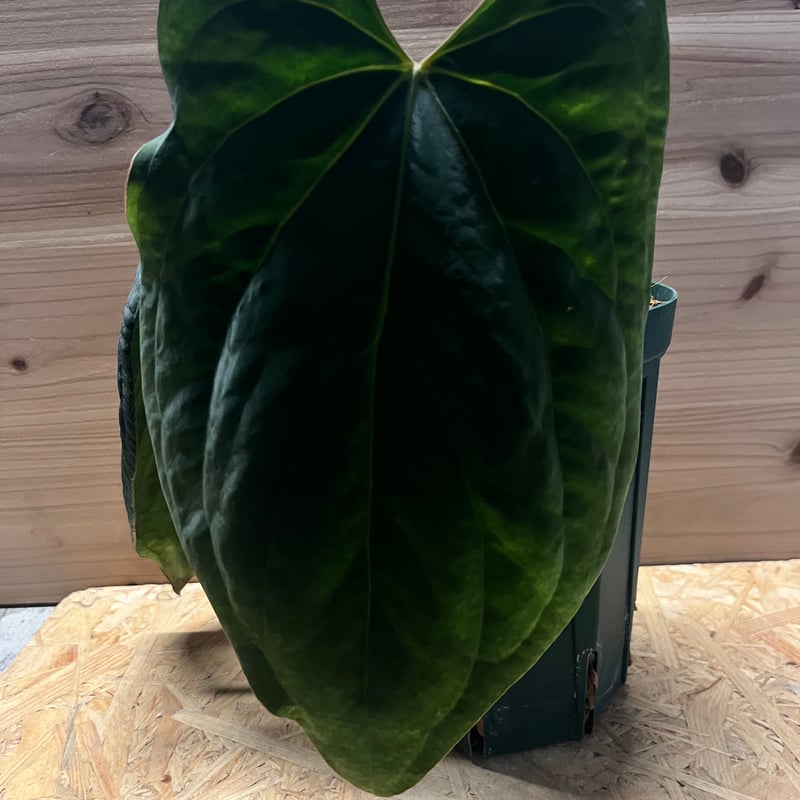 レア！　dressleri Anthurium アンスリウム　ドレスレリ 一株限定】Anthurium Dressleri アンスリウム ドレスレリ アロイド
