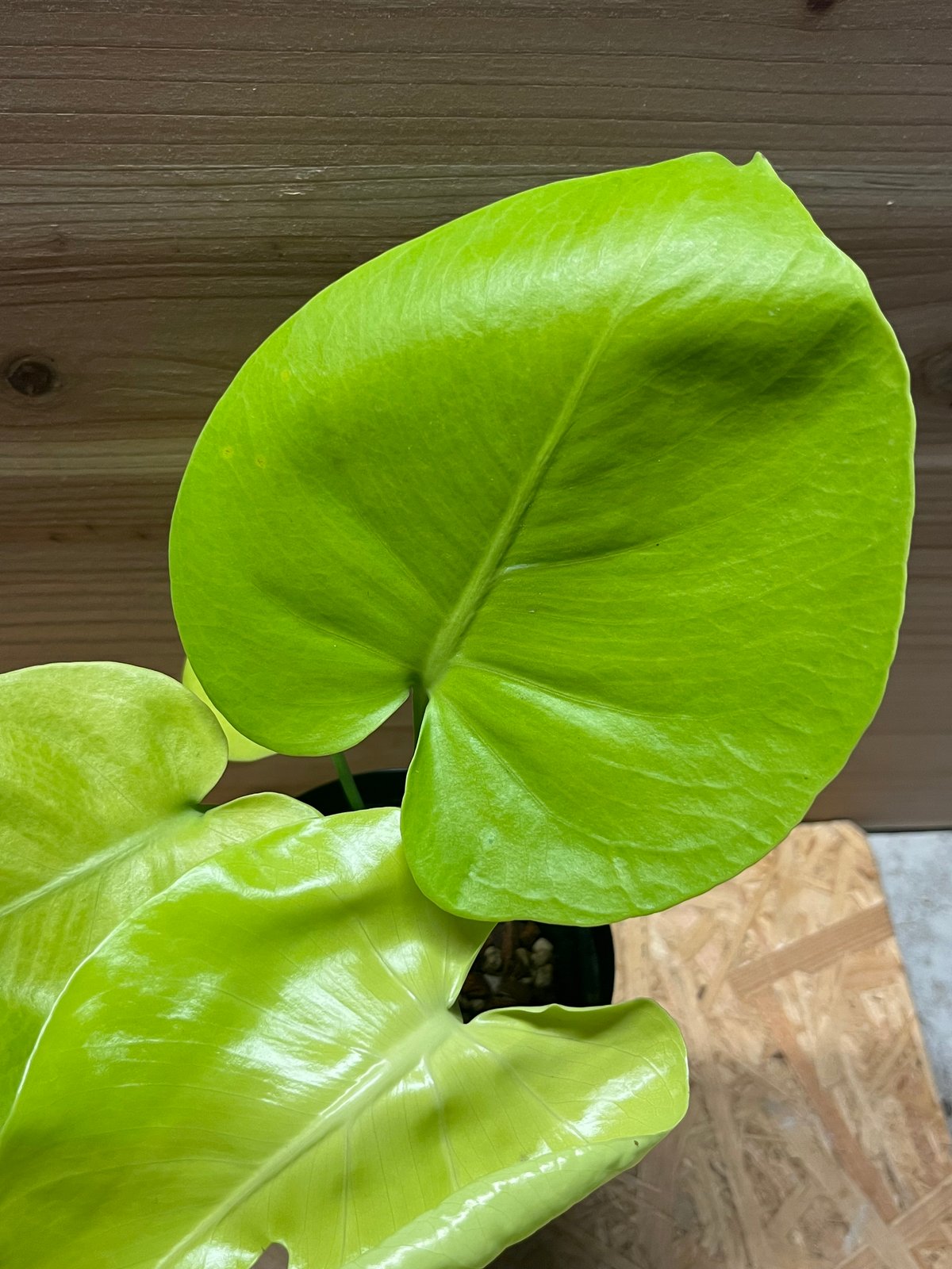 モンステラ デリシオーサ ゴールドリーフ | GREEN LUCK