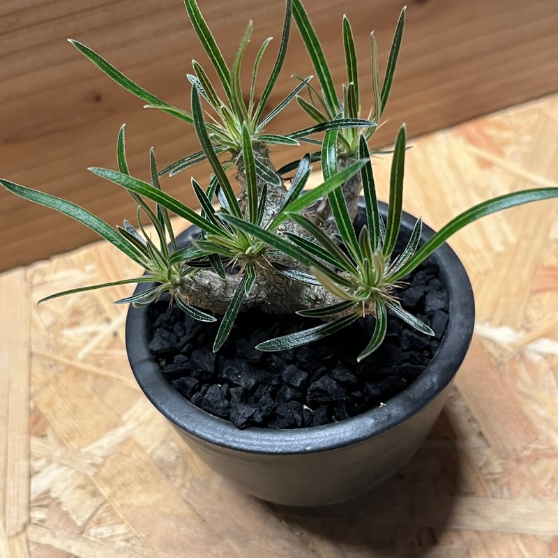 コレクション株　パキポディウム　グラキリス 伝市鉢 パキポディウム グラキリス×伝市鉢 | GREEN LUCK