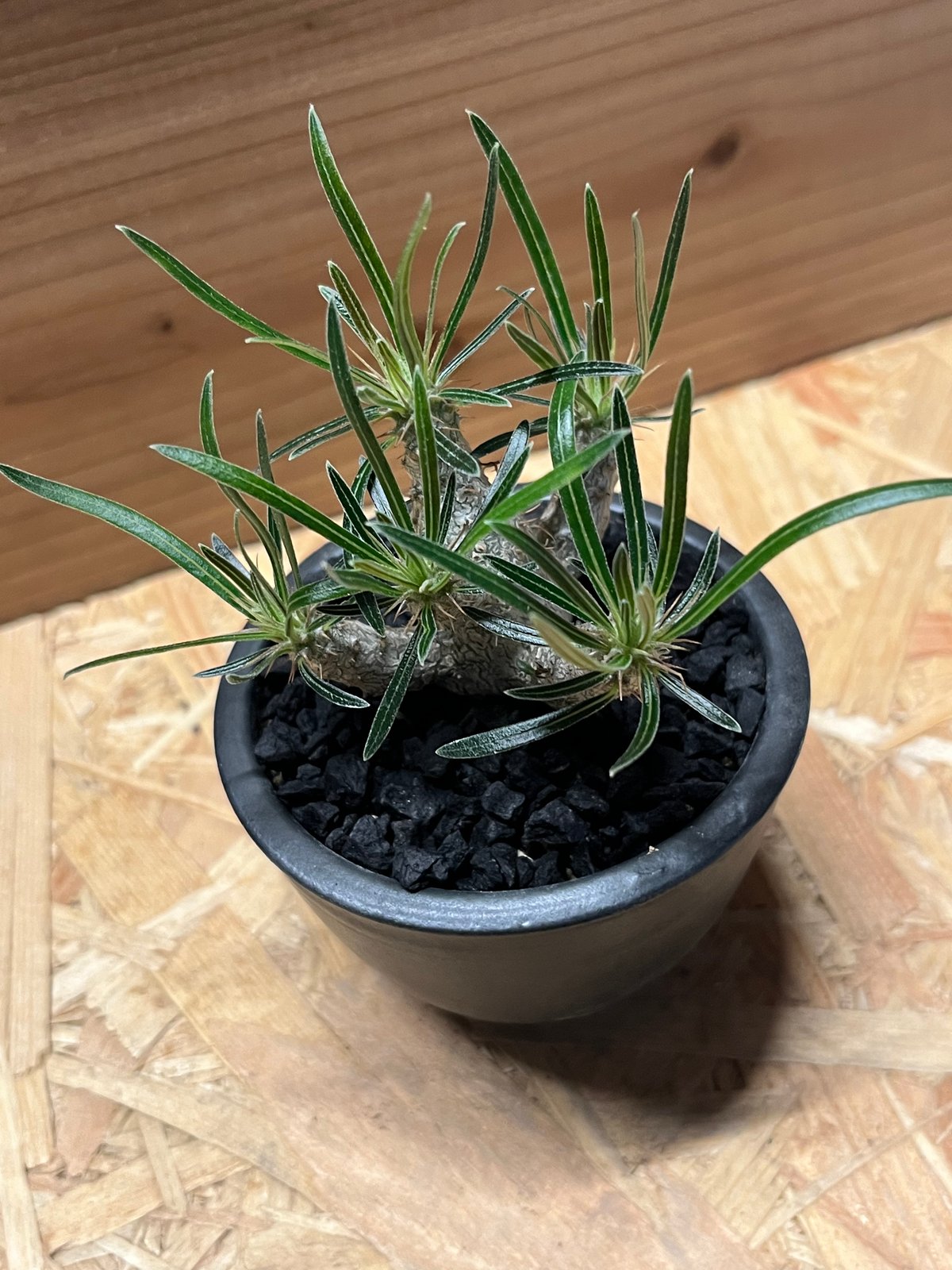 パキポディウム グラキリス 現地株 安心の国内環境適合済み 伝市鉢