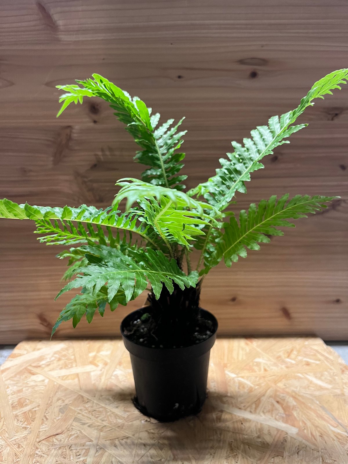 ブレクナム シルバーレディ | GREEN LUCK