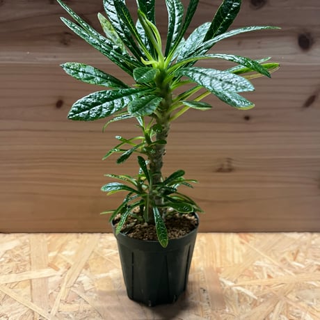 ドルステニア ギガス 輸入株 美株 大株 ドルステニア ギガス 輸入株 美株 大株 ドルステニア ギガス 輸入株 美