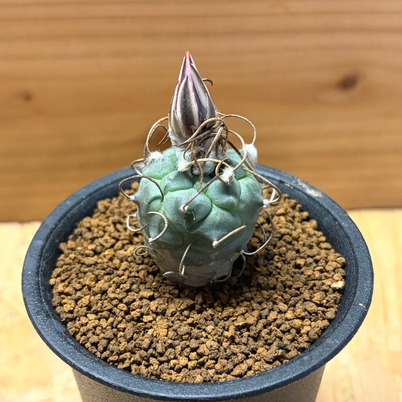 ツルビニカルプス 鳥城丸 赤花 | GREEN LUCK