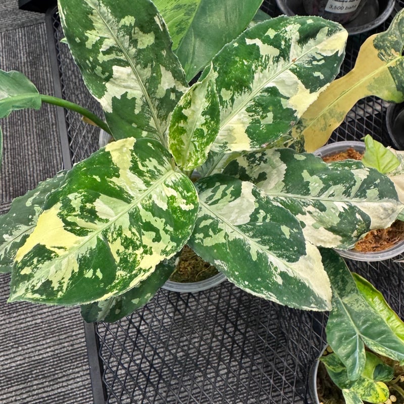 アグラオネマ ピクタム 斑入り | GREEN LUCK