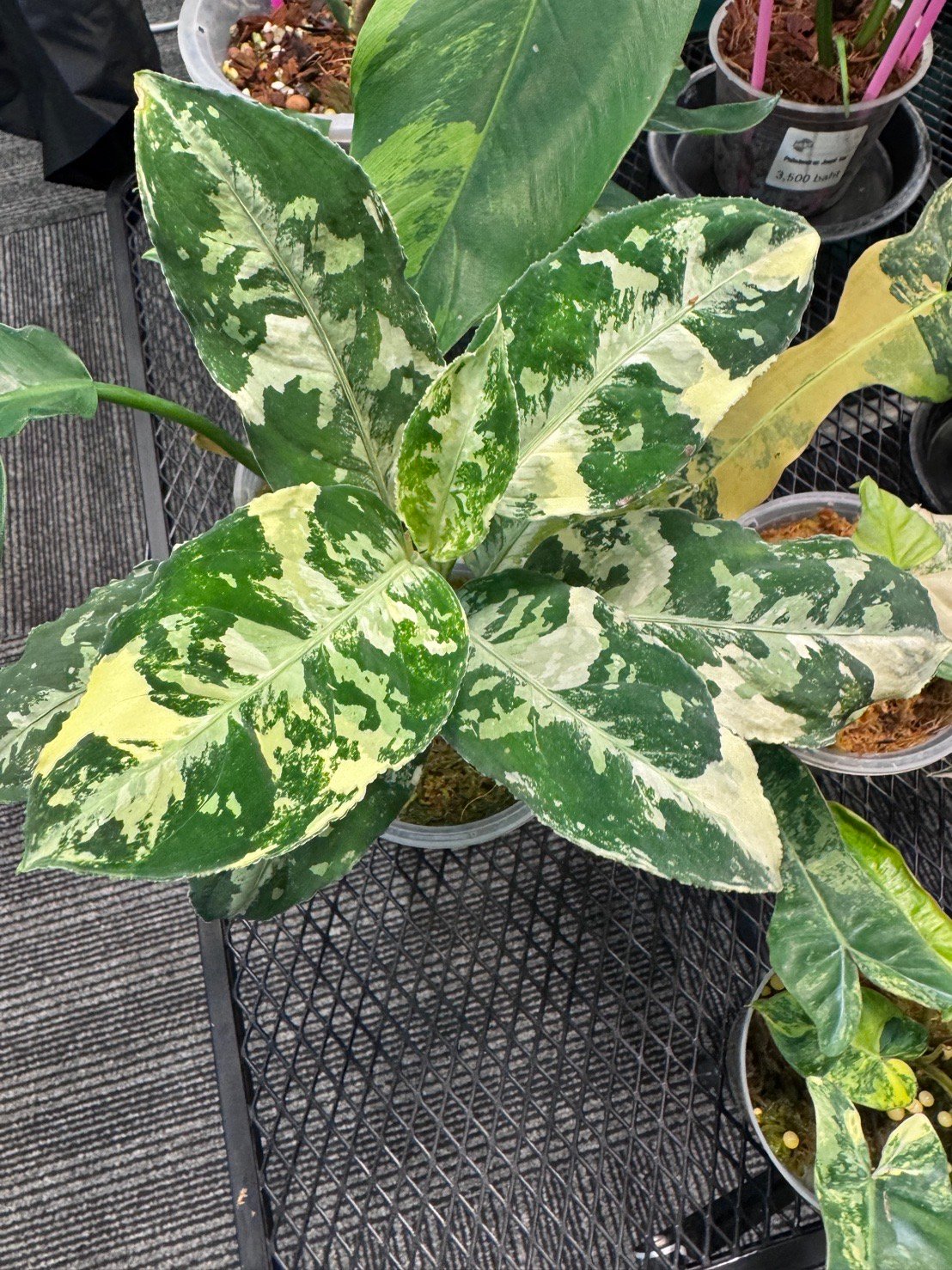 アグラオネマ　ピクタム　斑入り アグラオネマ ピクタム 斑入り | GREEN LUCK