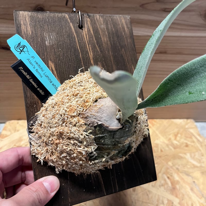 ビカクシダ　veitchii white 子株　ベイチーホワイト ビカクシダ veitchii white 子株 ベイチーホワイト 【公式通販】