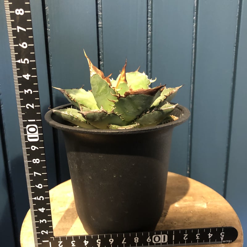 アガベ チタノタ Agave titanota oteroi (FO-76) | GREEN