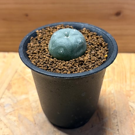 ロフォフォラ | STORES