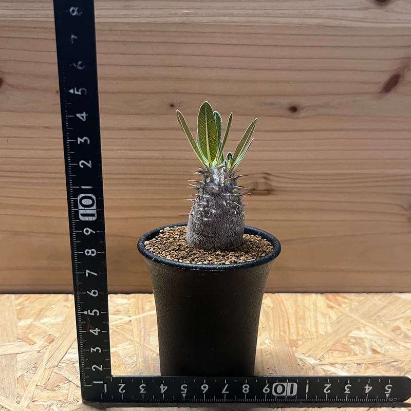 パキポディウム　伊藤ハイブリッド　(鉢付き) パキポディウム：伊藤ハイブリッド（実生株） 3号鉢植え の通販 | 園芸