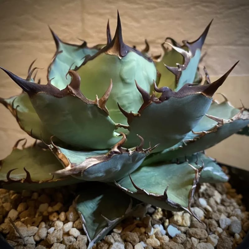 アガベ チタノタ 黒盾 | GREEN LUCK