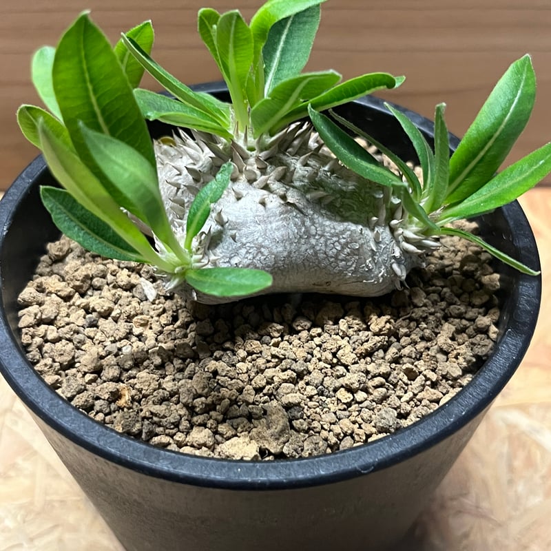 パキポディウム 恵比寿笑い | GREEN LUCK