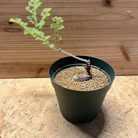 ペラルゴニウムトリステ | STORES