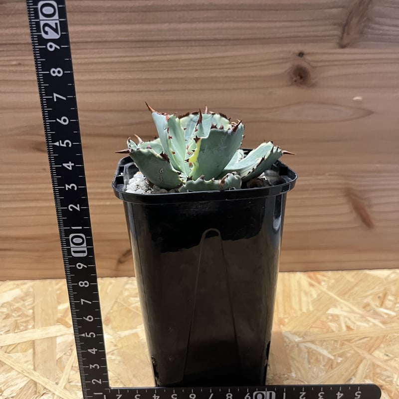 アガベ カブトガニ錦 連棘タイプ | GREEN LUCK