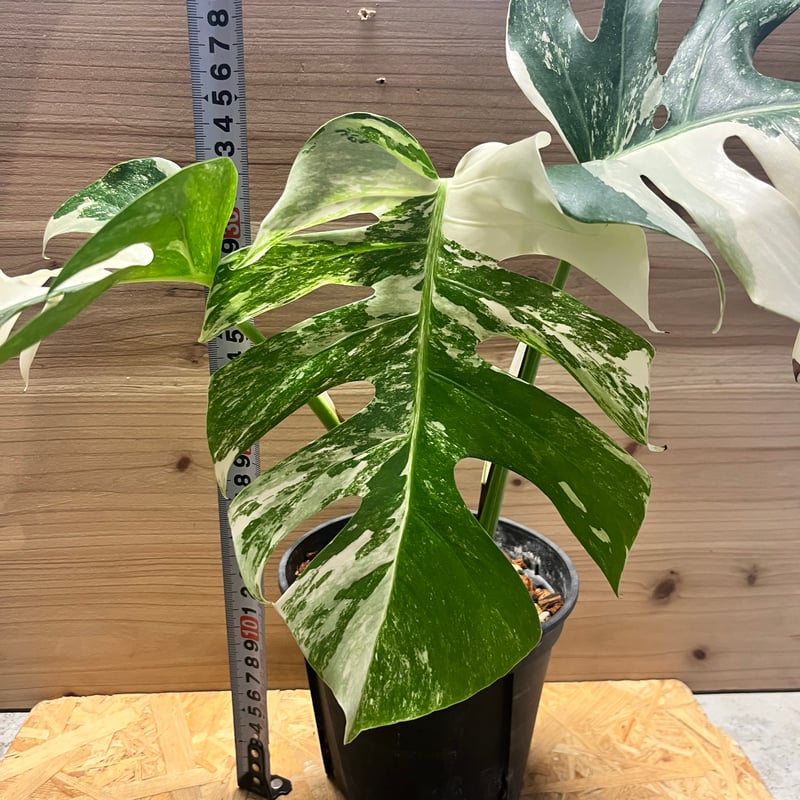 65 モンステラ ハイブリッド ホワイトフェアリー 花宇宙クンゾウ社長