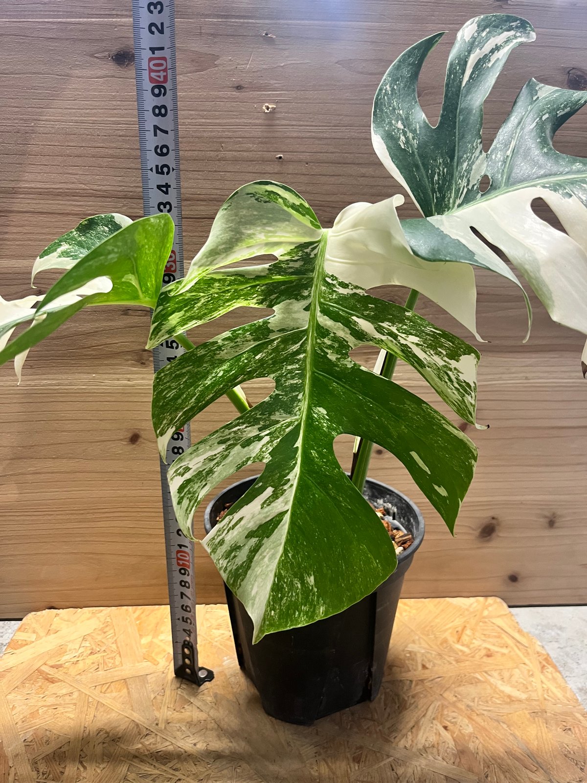 モンステラ 'ホワイトフェアリー' | GREEN LUCK