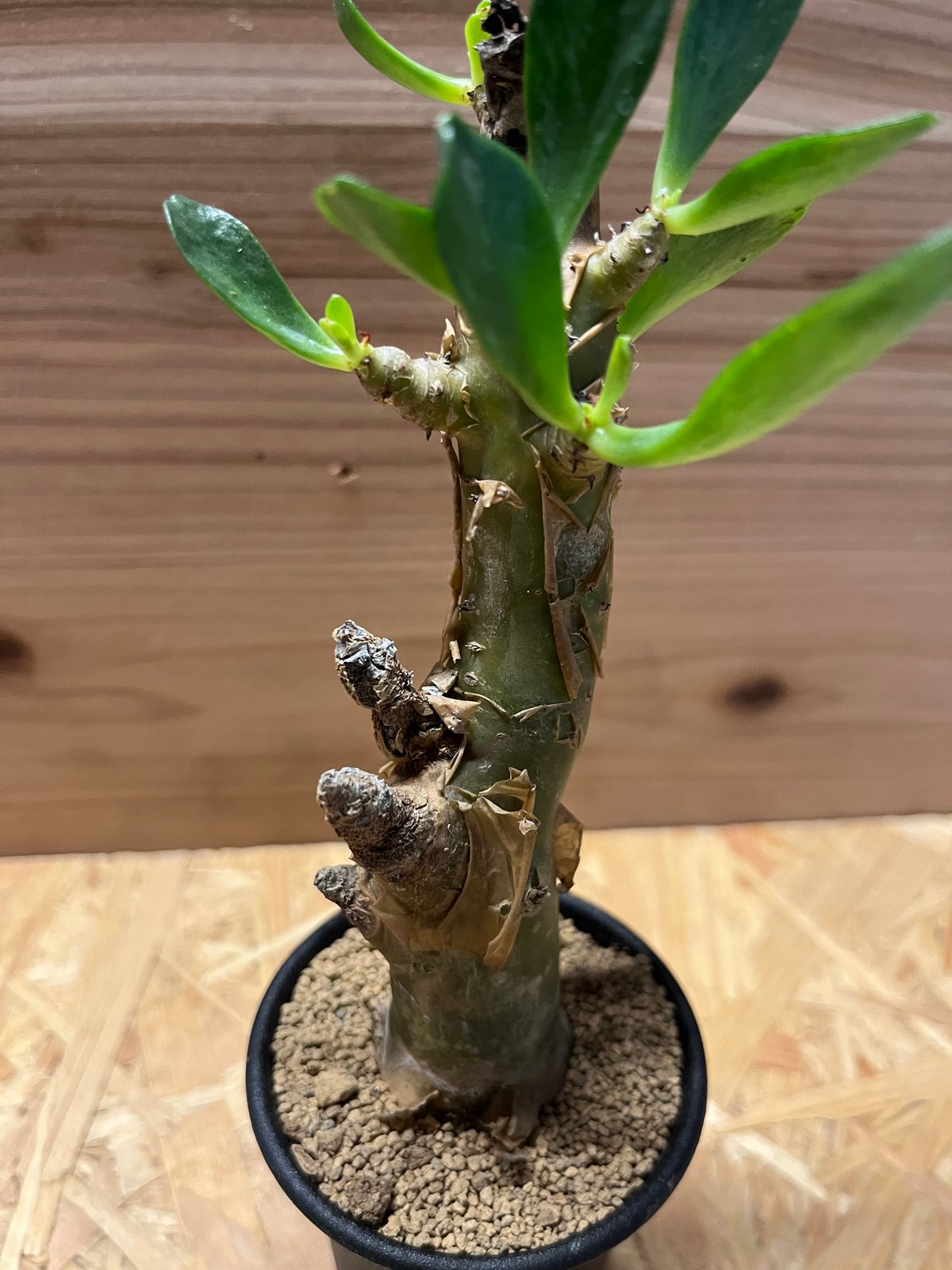 チレコドン パニクラータス | GREEN LUCK